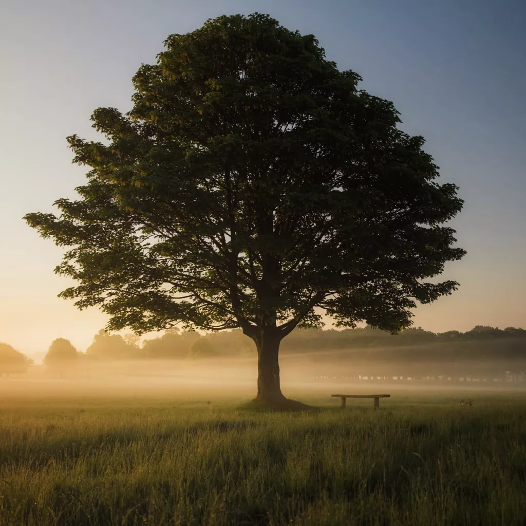 A big old tree.